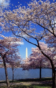 Washington_C_D.C._Tidal_Basin_cherry_trees